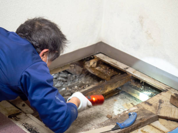 Best HVAC Mold Remediation in Redwood, TX