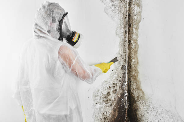 Best Localized Mold Remediation (e.g., coastal areas, humid climates) in Redwood, TX