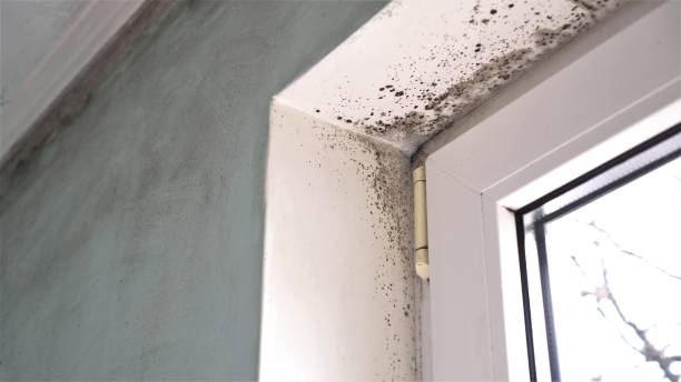 Best Bathroom Mold Remediation in Redwood, TX