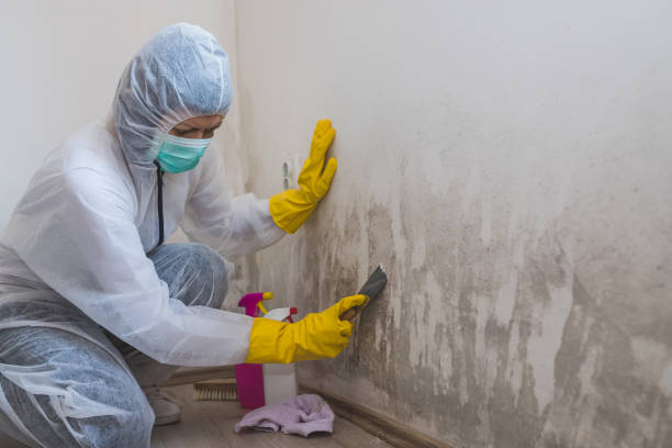 Best Kitchen Mold Remediation in Redwood, TX
