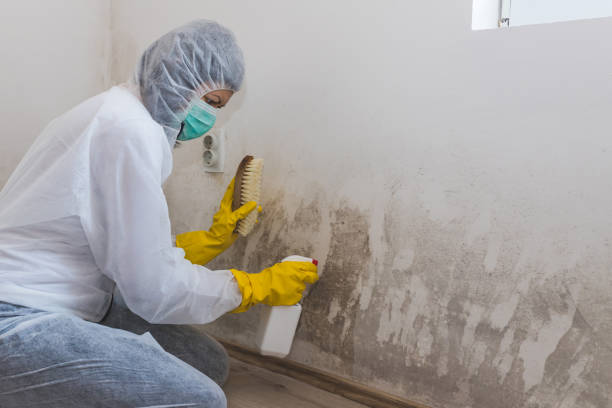 Best Residential Mold Remediation in Redwood, TX