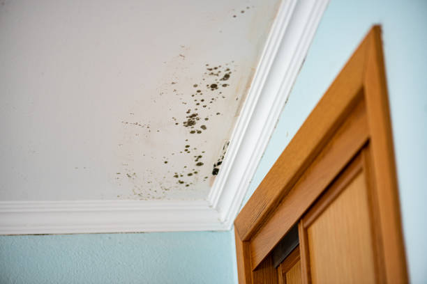 Redwood, TX Mold Remediation Company