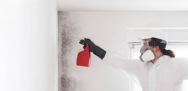 Best Mold Testing and Inspection Services in Redwood, TX