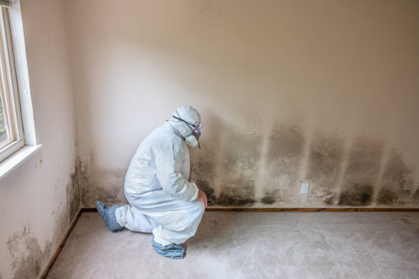 Best Post-Flood Mold Remediation in Redwood, TX