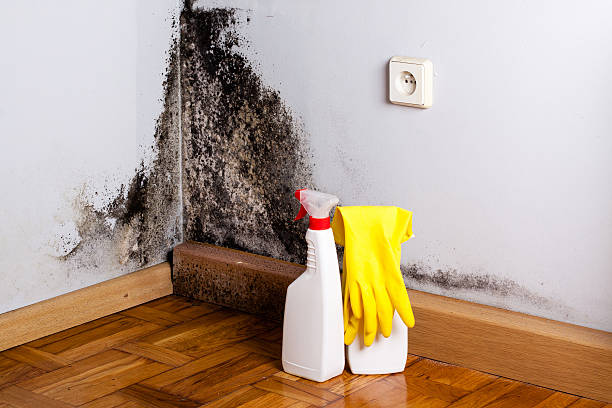 Best Insurance-Related Mold Remediation in Redwood, TX