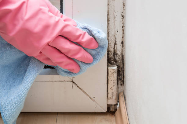 Best Basement Mold Remediation in Redwood, TX